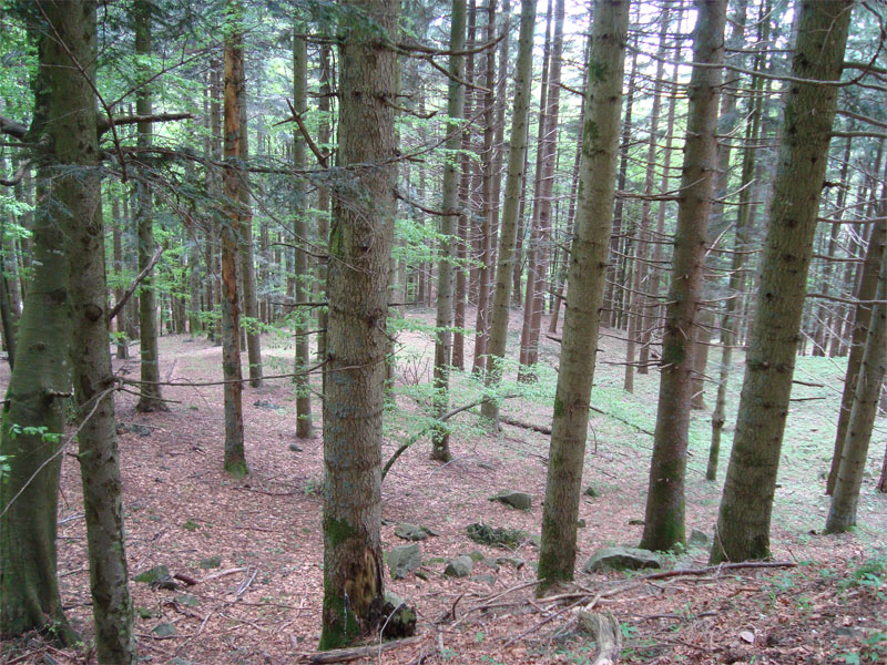gal/2010/04 - Nel Parco delle foreste Casentinesi - 22 Maggio/03 _sentiero_degli_acuti/10_abeti-rossi.jpg